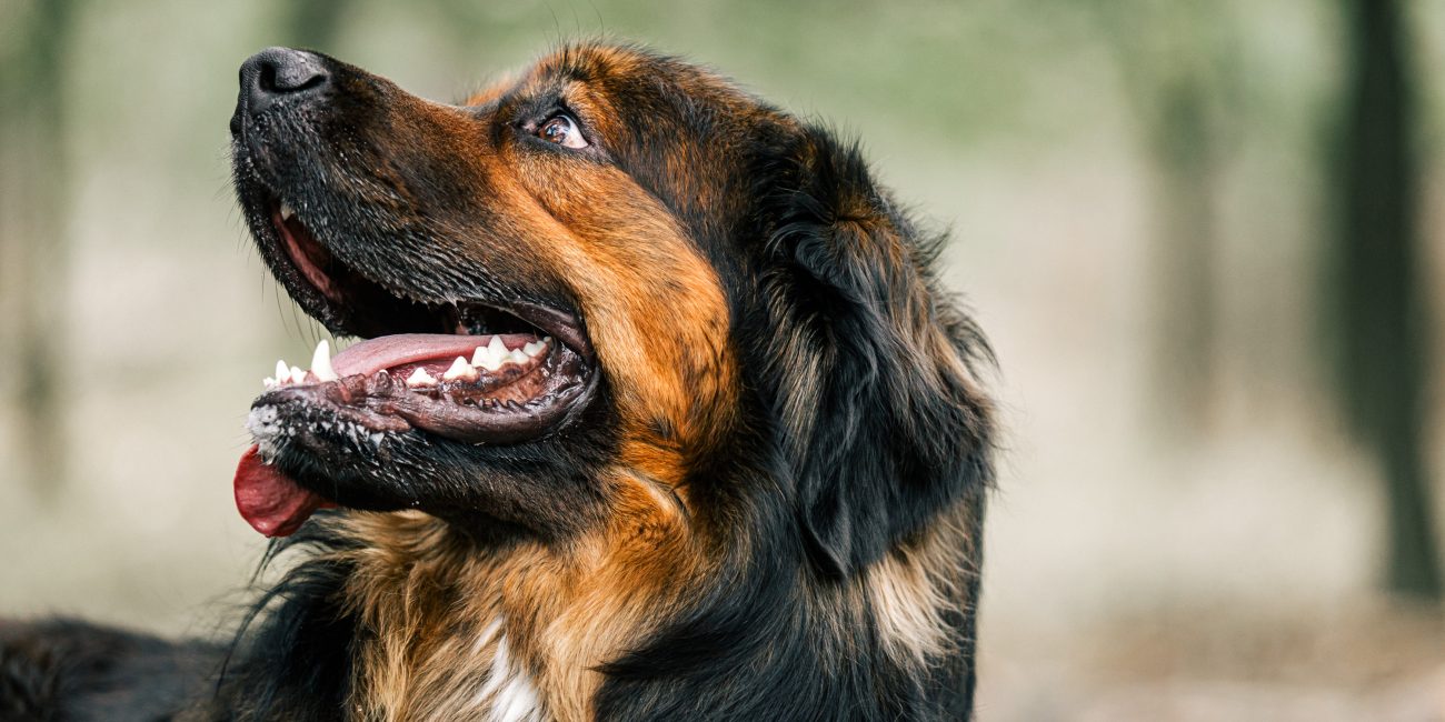 Hond Dierenfotografie fotografie shoot familie fotoshoot