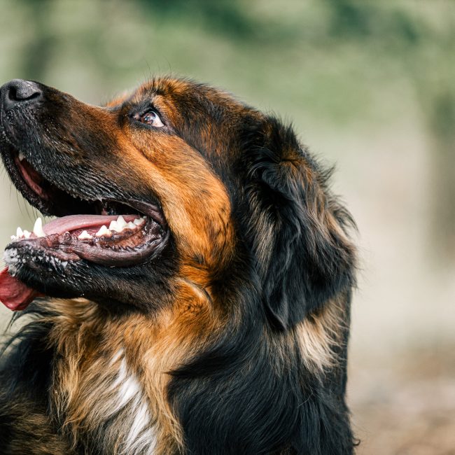 Hond Dierenfotografie fotografie shoot familie fotoshoot